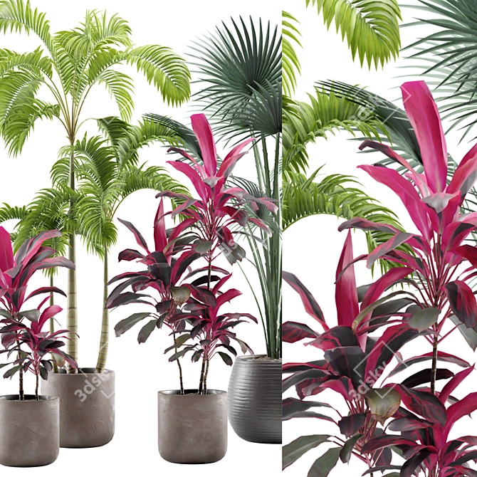 Tropical Indoor Plants Pack 3D model image 2