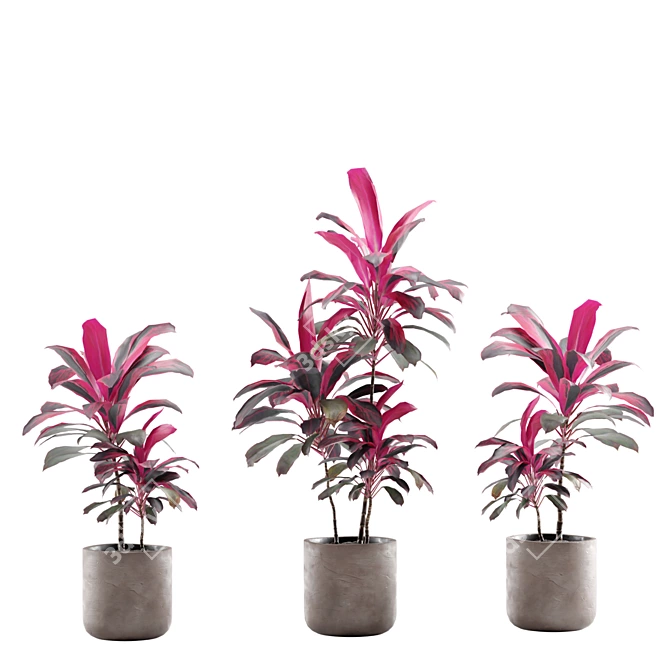 Tropical Indoor Plants Pack 3D model image 4