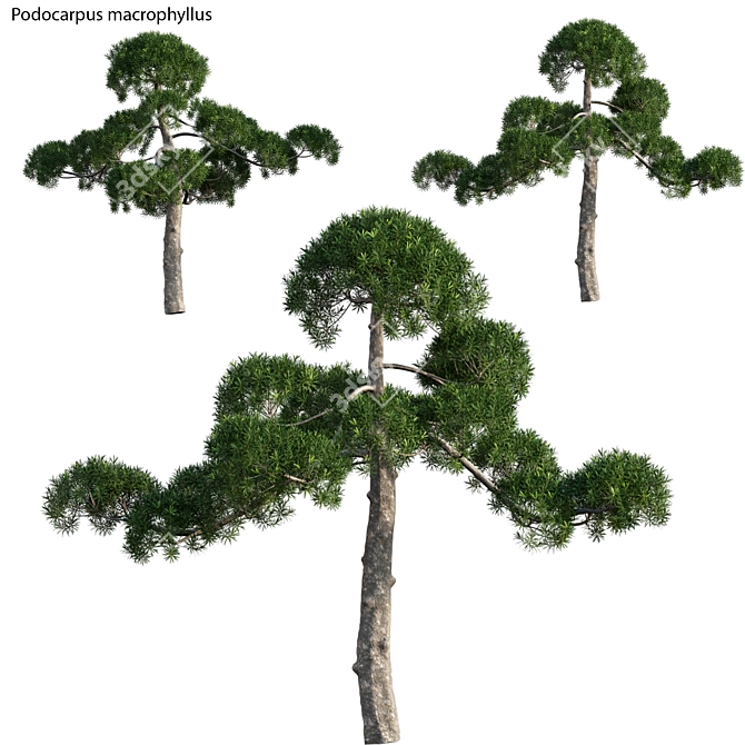 Podocarpus Macrophyllus: Exquisite Evergreen Tree 3D model image 1