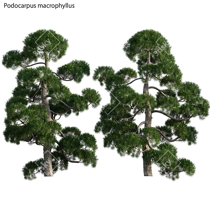 Yew Plum Pine 3D Model - Archive 3D model image 1