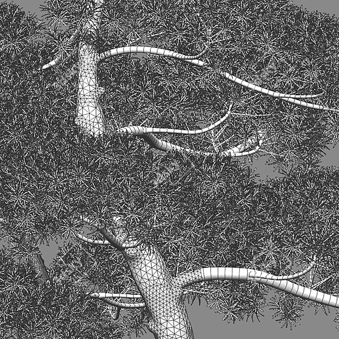 Yew Plum Pine 3D Model - Archive 3D model image 3