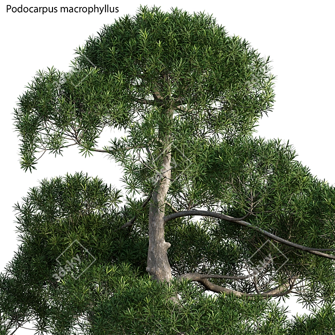 Lush Podocarpus Macrophyllus Pine 3D model image 2