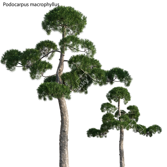 Versatile 3D Tree Model 3D model image 1