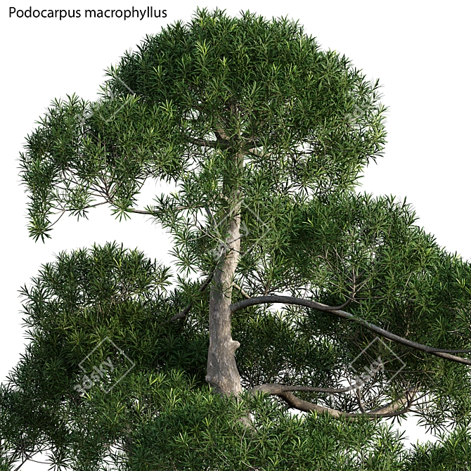 Versatile 3D Tree Model 3D model image 2