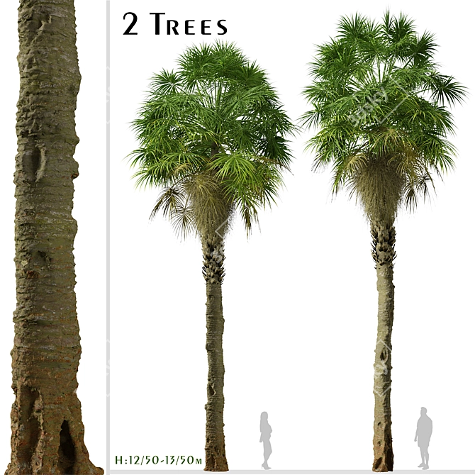 Coastal Carolina Palmetto Trees (2-Pack) 3D model image 1