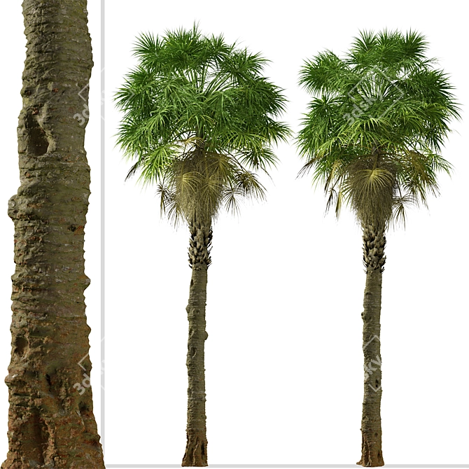 Coastal Carolina Palmetto Trees (2-Pack) 3D model image 3