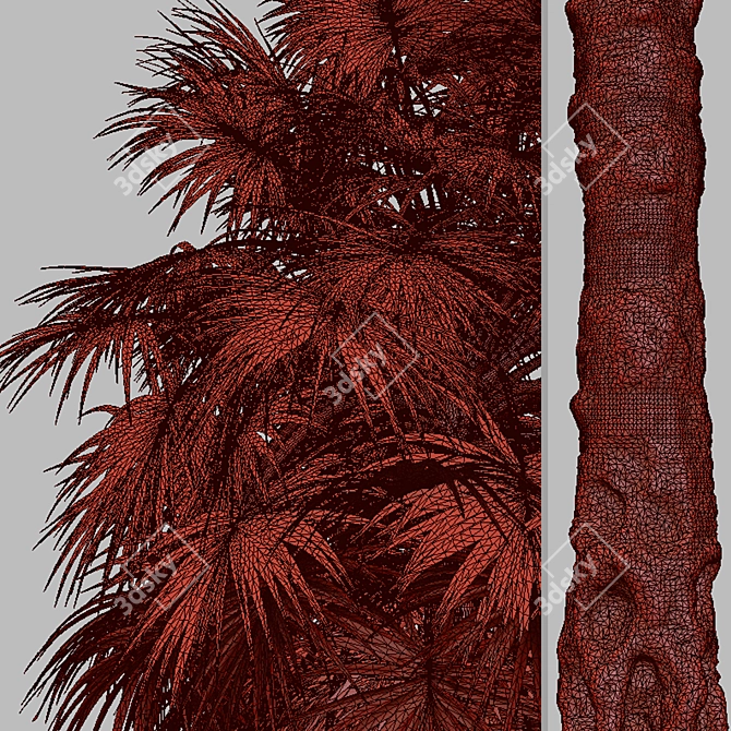 Coastal Carolina Palmetto Trees (2-Pack) 3D model image 7