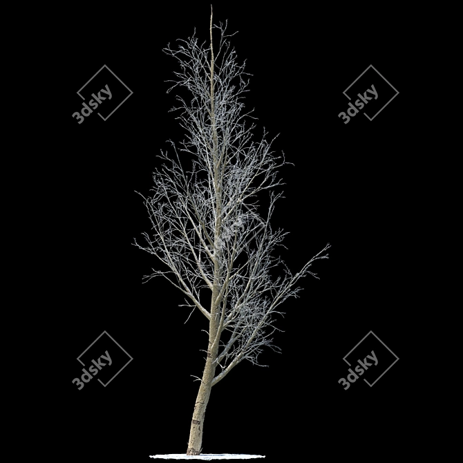 Snow-covered Poplar Tree Sculpture 3D model image 1