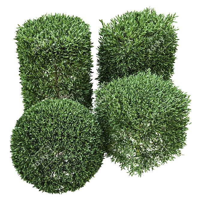 Bush Vol 04: Detailed 3D Model 3D model image 1