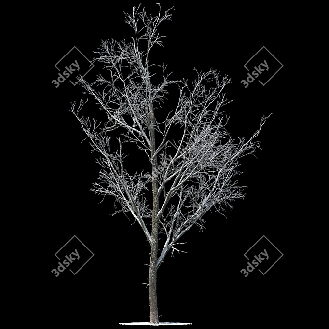 Winter Wonderland Poplar Tree 3D model image 1