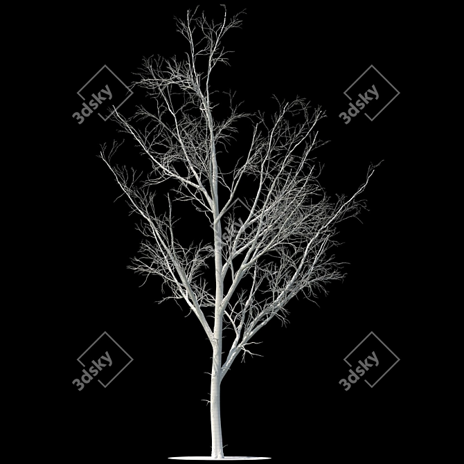 Winter Wonderland Poplar Tree 3D model image 2