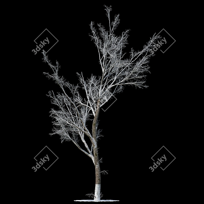 Winter Wonderland Poplar Tree 3D model image 1