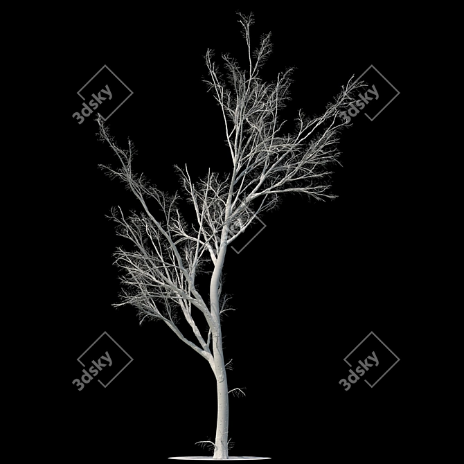 Winter Wonderland Poplar Tree 3D model image 2