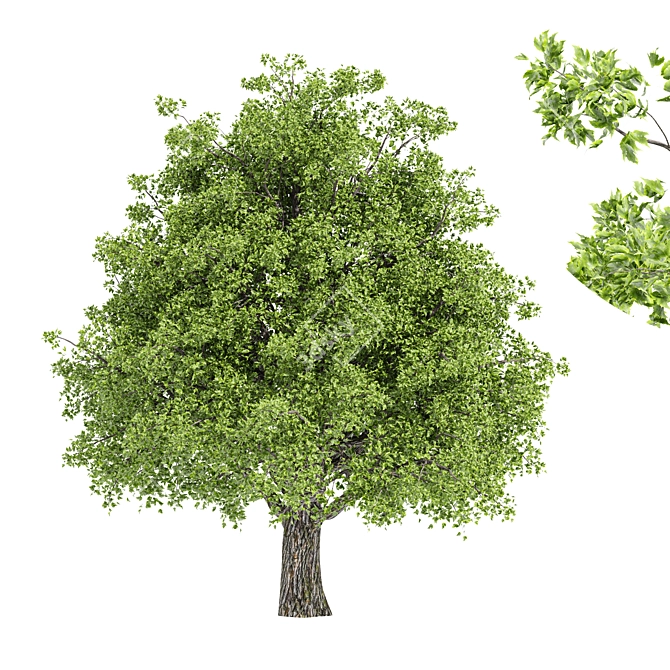 Liquidambar Formosana Tree: 3D Model for Vray and Corona 3D model image 1