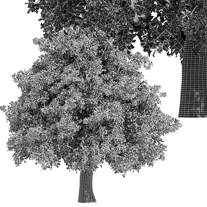 Liquidambar Formosana Tree: 3D Model for Vray and Corona 3D model image 4