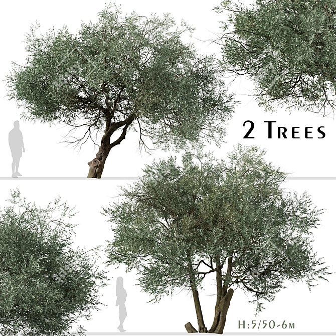 Koroneiki Olive Tree Set: A Pair of Greek Olea europaea Trees 3D model image 1