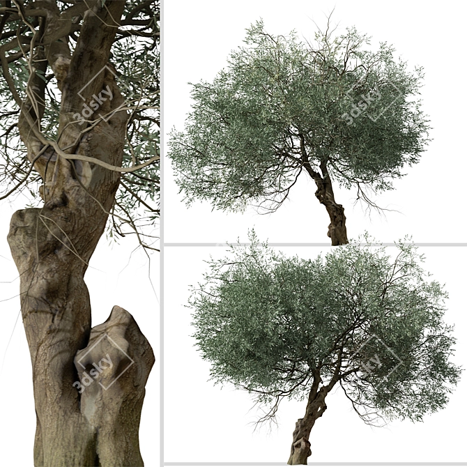 Koroneiki Olive Tree Set: A Pair of Greek Olea europaea Trees 3D model image 4