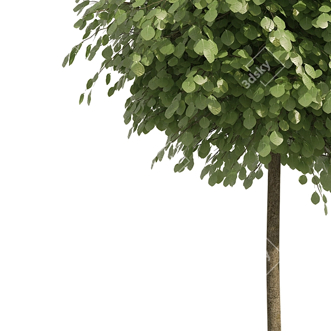 Lifelike Street Landscape Trees 3D model image 3