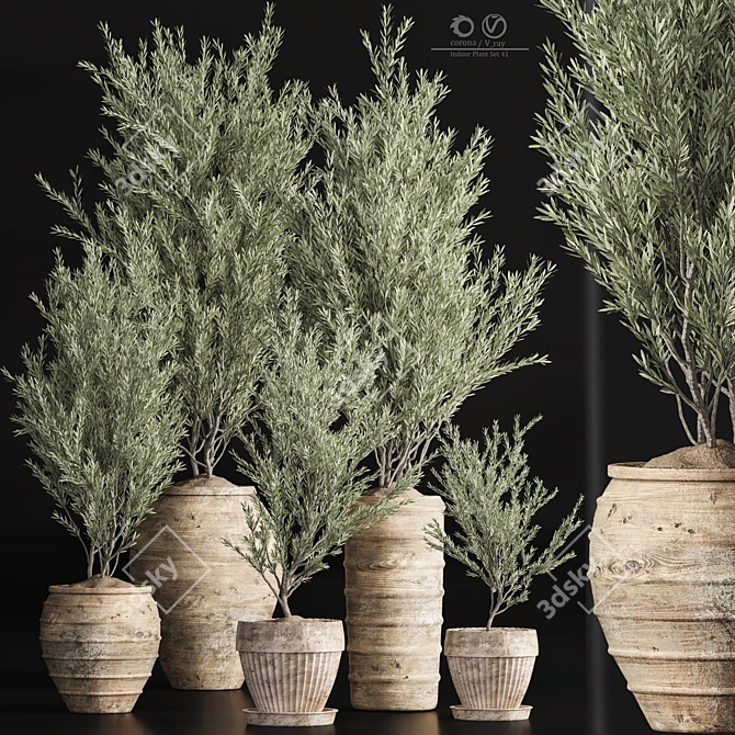 Indoor Olive Plant Set - Modern Design 3D model image 1
