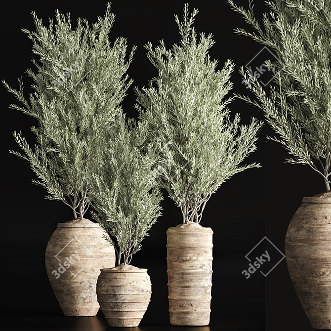 Indoor Olive Plant Set - Modern Design 3D model image 2