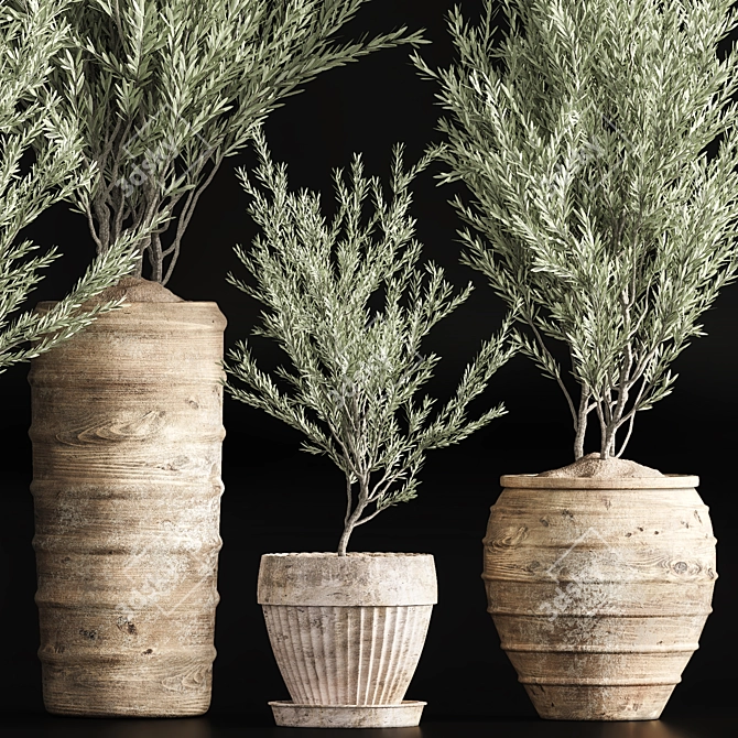 Indoor Olive Plant Set - Modern Design 3D model image 5