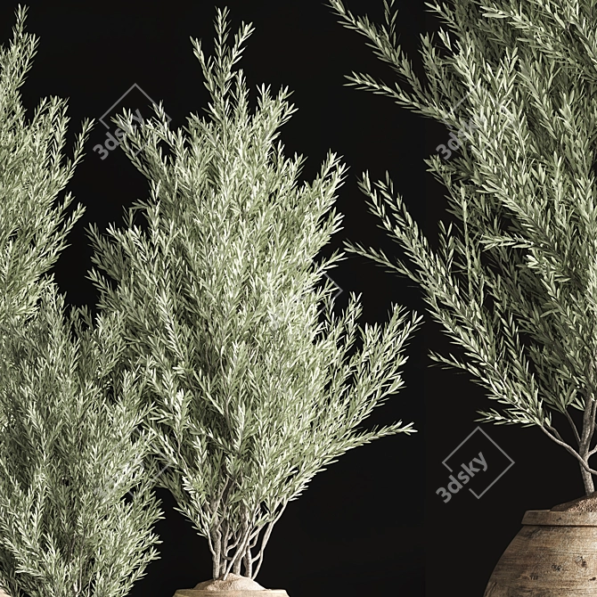 Indoor Olive Plant Set - Modern Design 3D model image 6