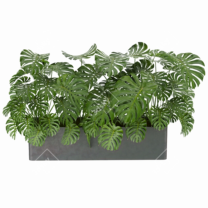 Monstera Collection: Indoor Jungle Vibe 3D model image 2