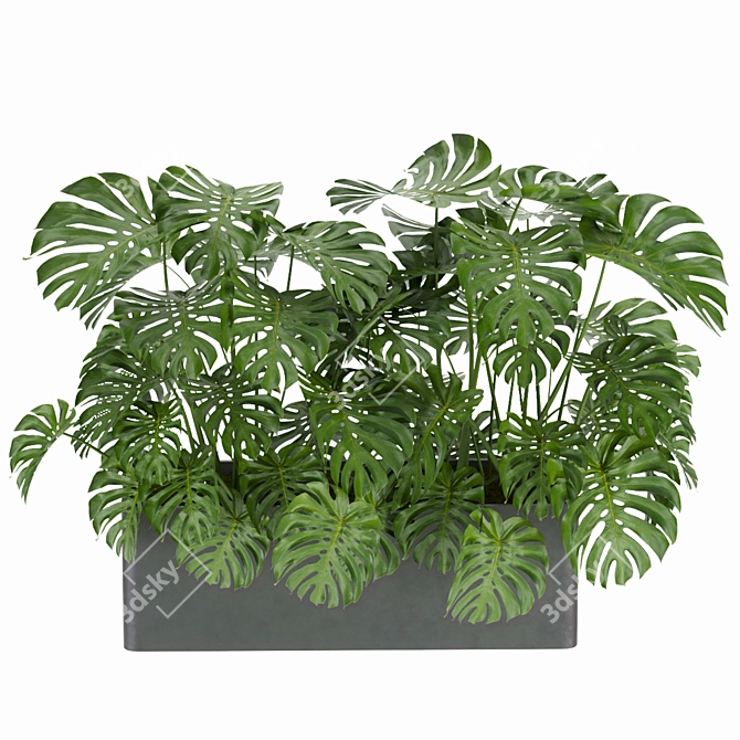 Monstera Collection: Indoor Jungle Vibe 3D model image 3