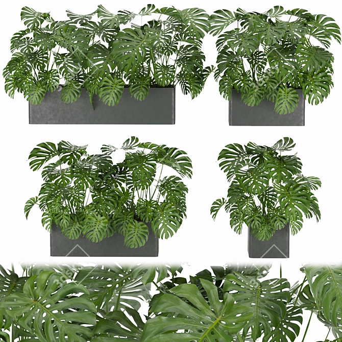 Monstera Collection: Indoor Jungle Vibe 3D model image 7