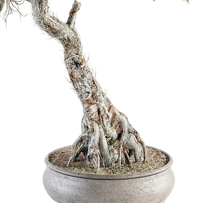 Zen Bonsai Set: Indoor Plant in Pot 3D model image 2