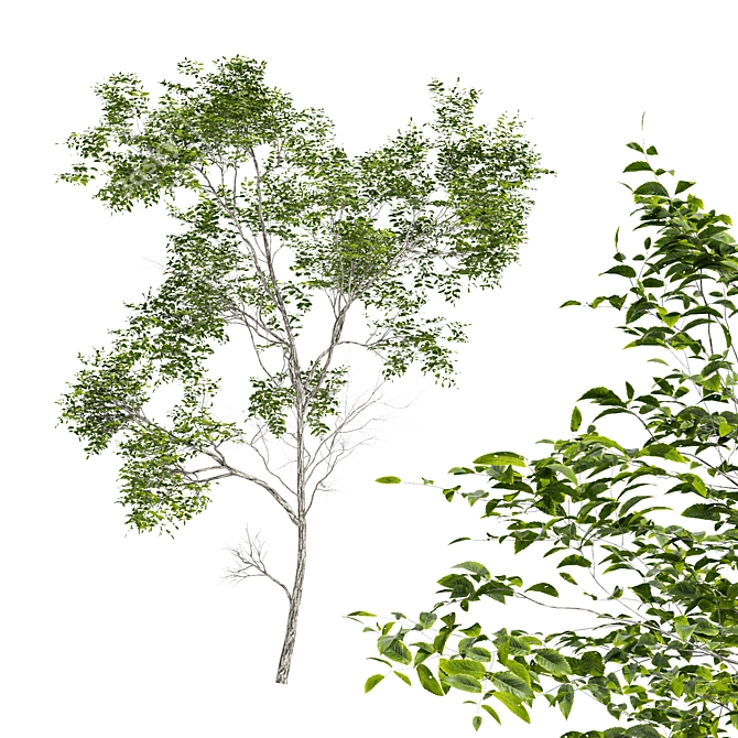 Quercus Variabilis 2 Tree: Downloadable 3D Model 3D model image 1