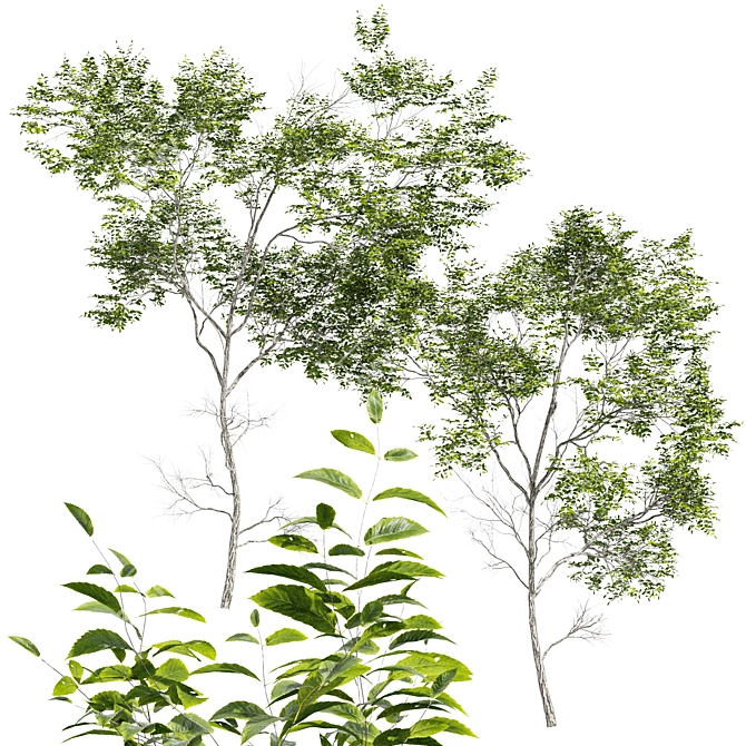 Quercus Variabilis 2 Tree: Downloadable 3D Model 3D model image 2