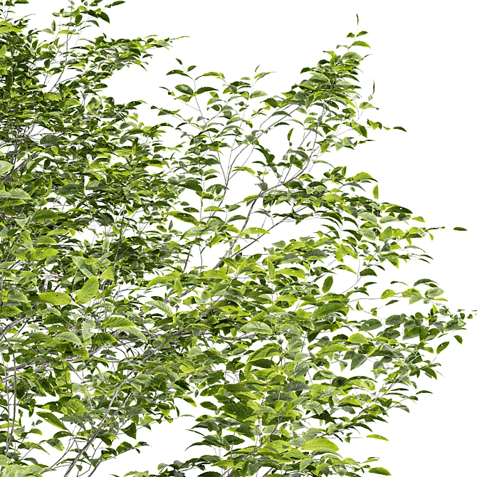 Quercus Variabilis 2 Tree: Downloadable 3D Model 3D model image 3