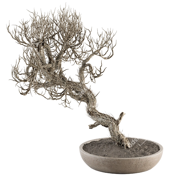 Dry Bonsai Plant Set: Indoor Serenity 3D model image 1