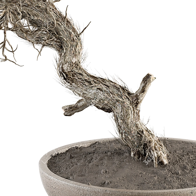 Dry Bonsai Plant Set: Indoor Serenity 3D model image 2