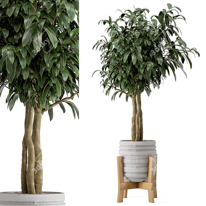  Rustic Concrete Pot with Wooden Base - Indoor Plant Set 3D model image 6