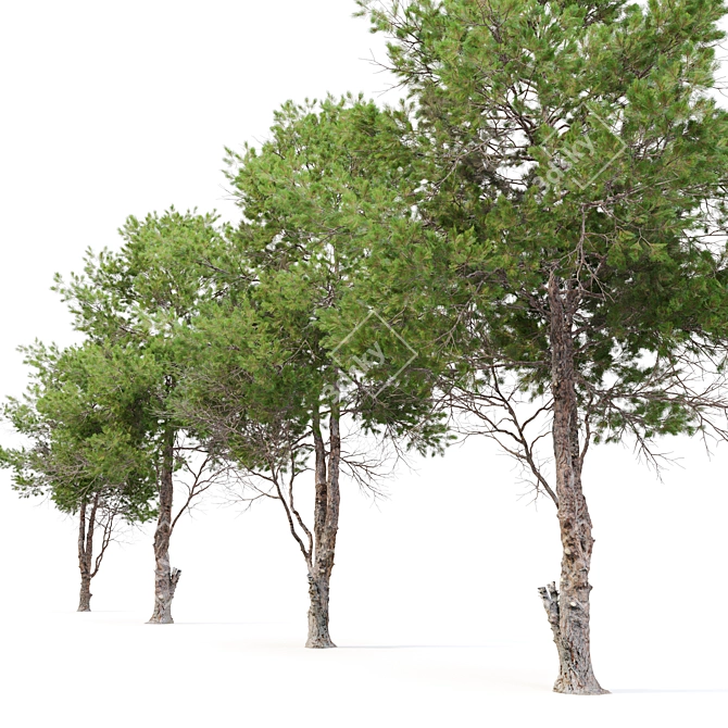 Eldarica Pine: Majestic and Resilient 3D model image 3