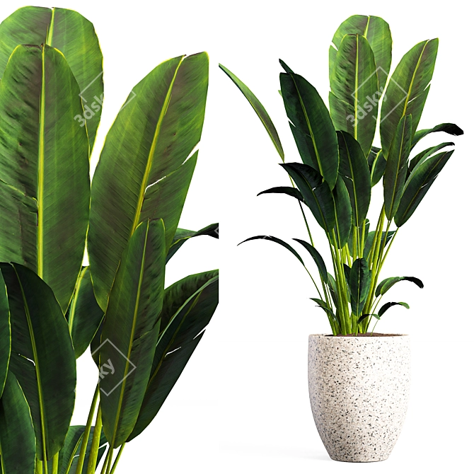 Botanical Bliss: Indoor Plant Set 3D model image 2