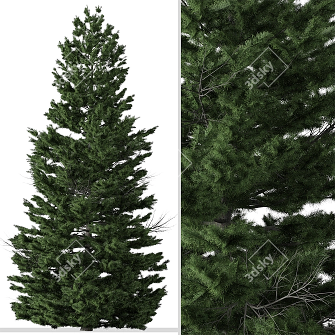 Cilician Fir Tree: Realistic Conifer for Landscapes 3D model image 2