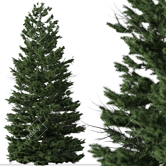 Cilician Fir Tree: Realistic Conifer for Landscapes 3D model image 4