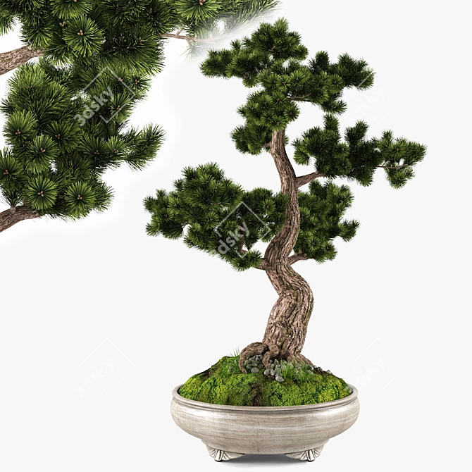 Handcrafted Bonsai Pinus Sylvestris: Miniature Living Art 3D model image 1