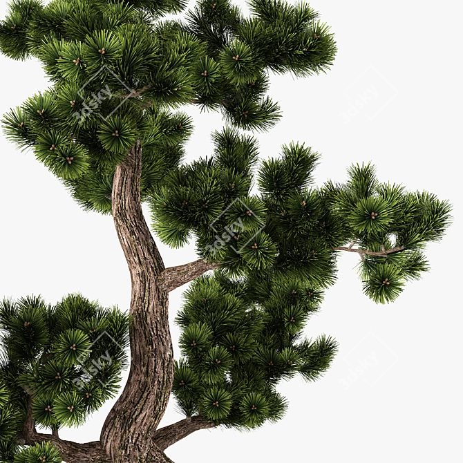 Handcrafted Bonsai Pinus Sylvestris: Miniature Living Art 3D model image 4