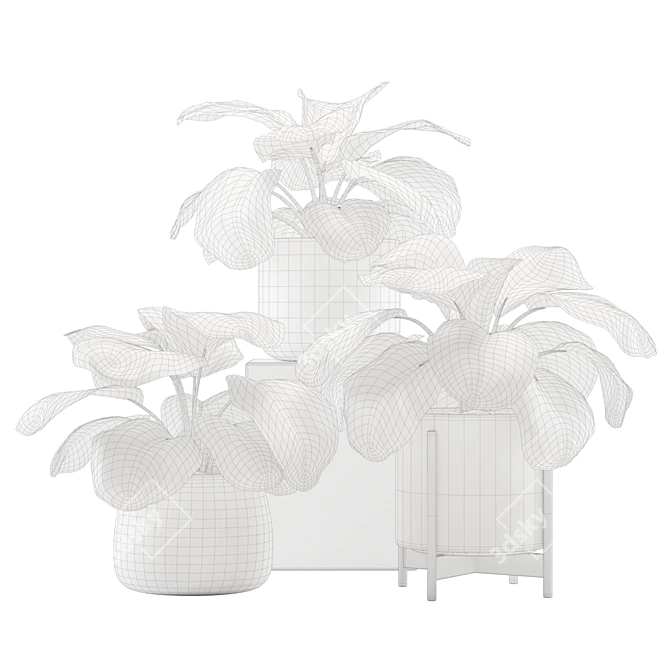 Tropical Beauty: Calathea Orbifolia Set 3D model image 3