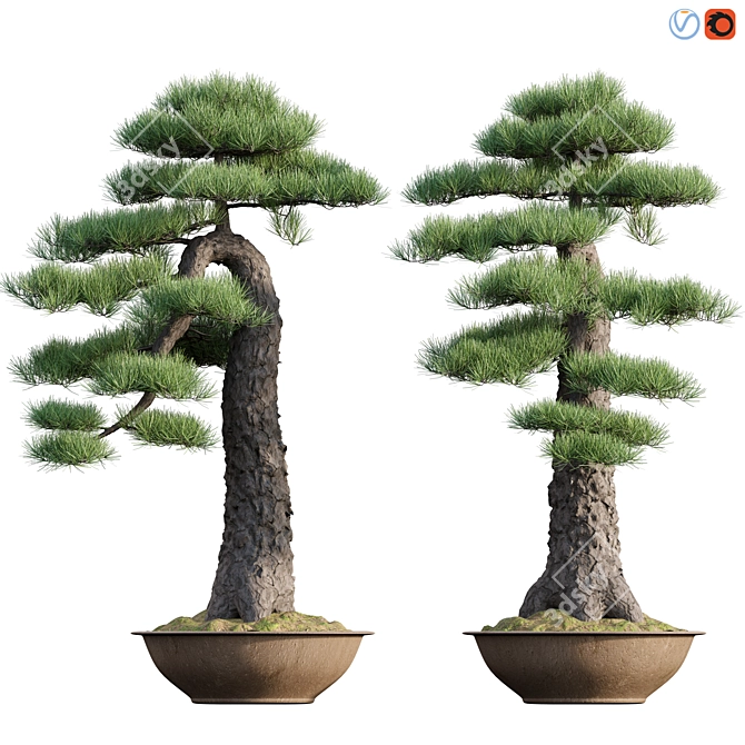 Miniature Pine Bonsai Tree 3D model image 1