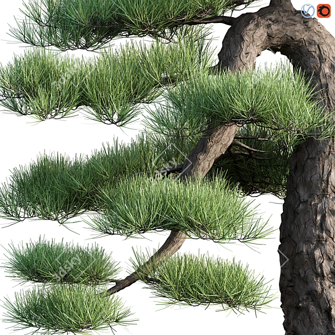 Miniature Pine Bonsai Tree 3D model image 2