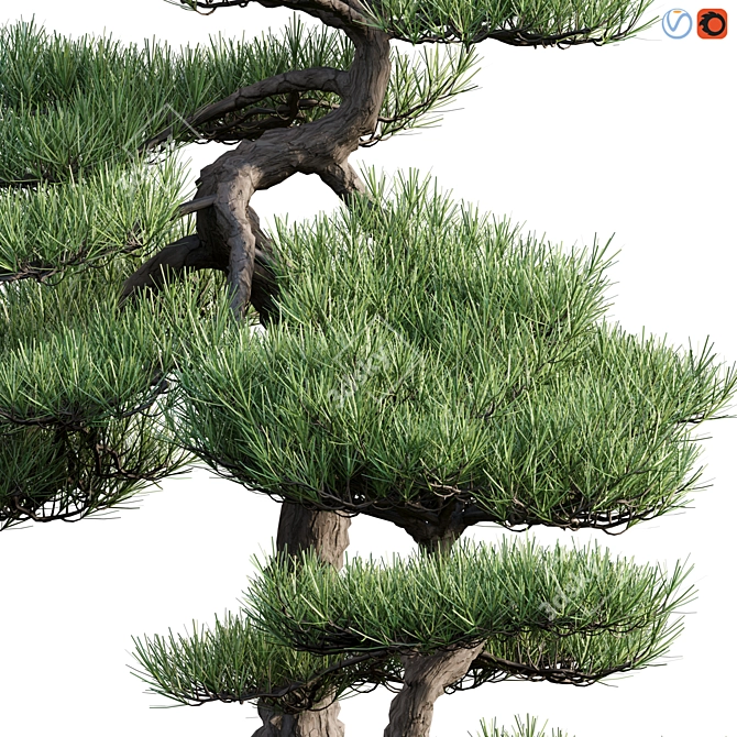 Mini Pine Bonsai - 3D Model 3D model image 2