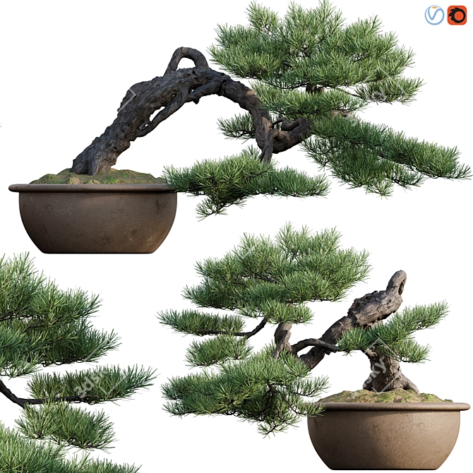  Pine Bonsai Tree: 3D Models & Textures 3D model image 1