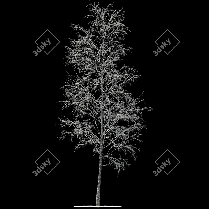 Snowy Birch - 13m Height 3D model image 1