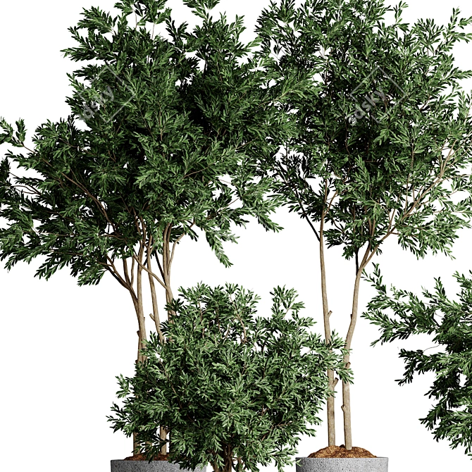 Indoor Plants Collection 62 3D model image 4