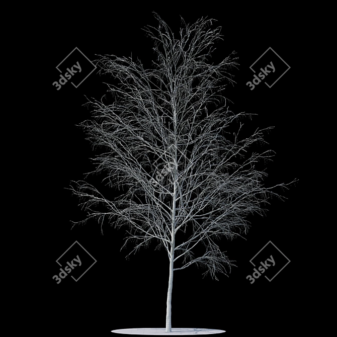  Snowy Birch Tree - 8.4m Height 3D model image 2